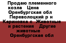 Продаю племенного козла › Цена ­ 5 500 - Оренбургская обл., Переволоцкий р-н, Кариновка с. Животные и растения » Другие животные   . Оренбургская обл.